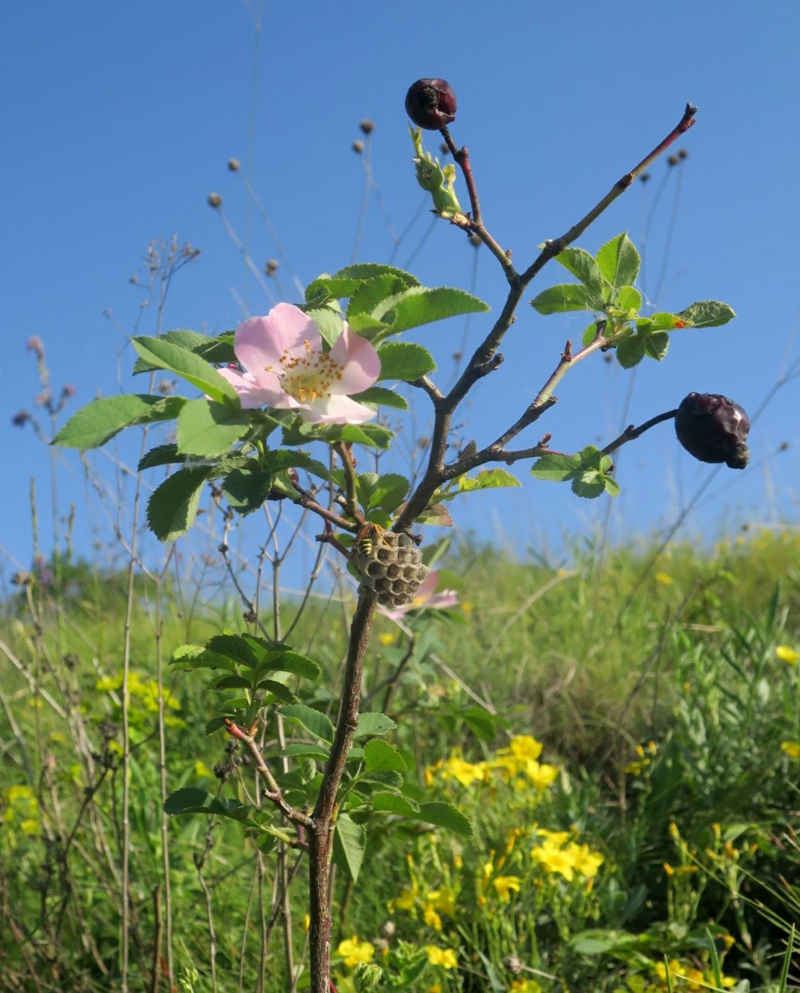 Изображение особи Rosa pygmaea.