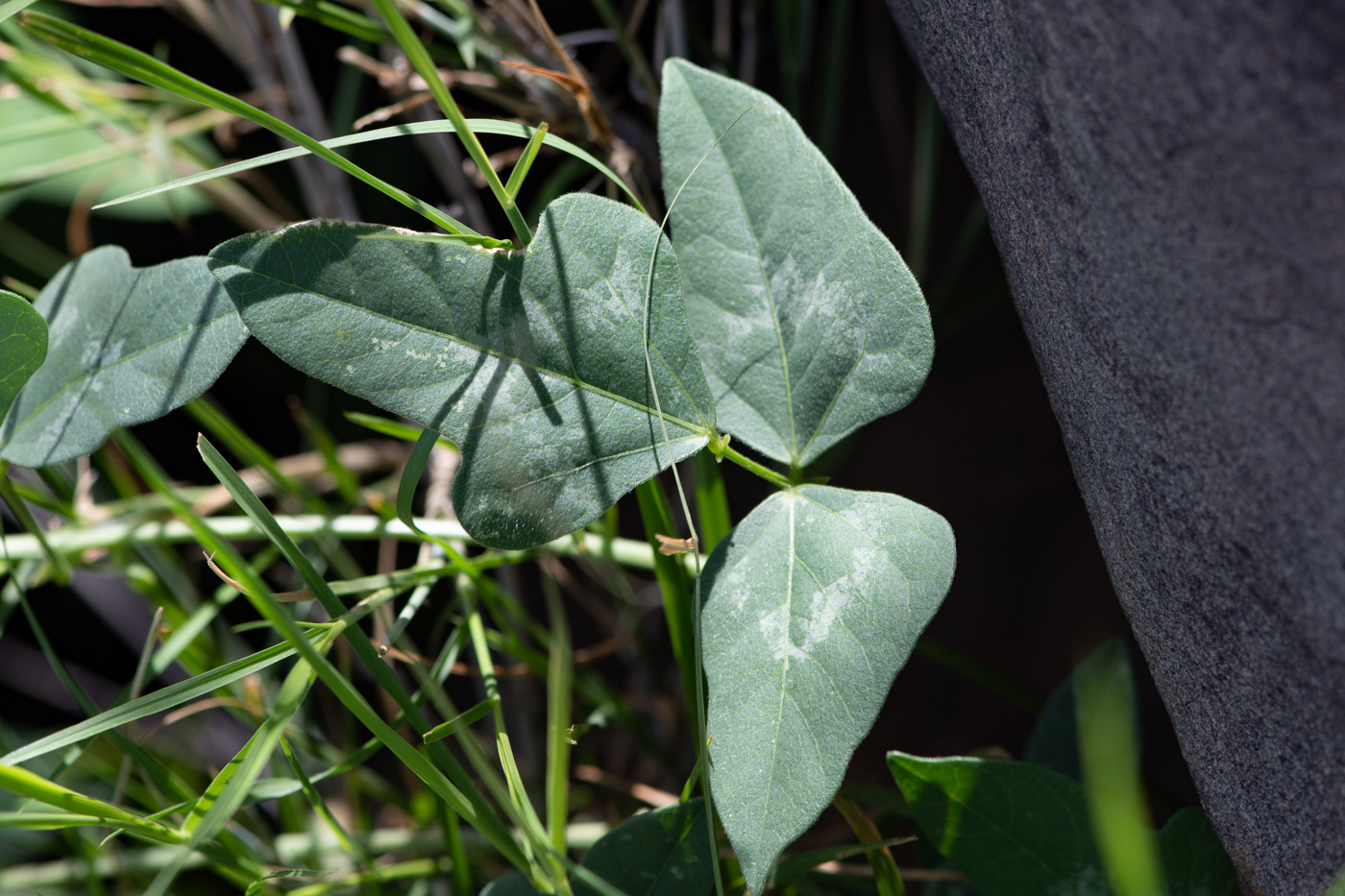 Image of Vigna frutescens specimen.