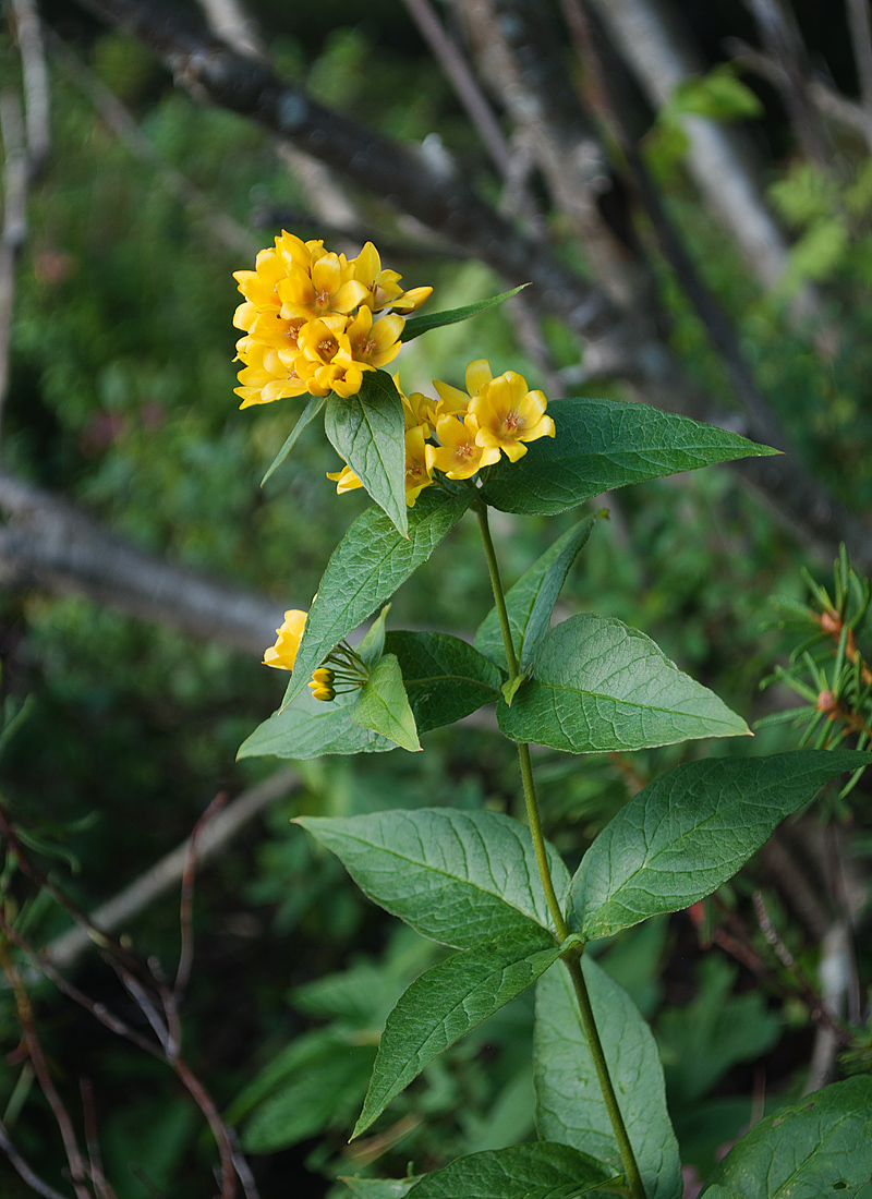 Изображение особи Lysimachia vulgaris.