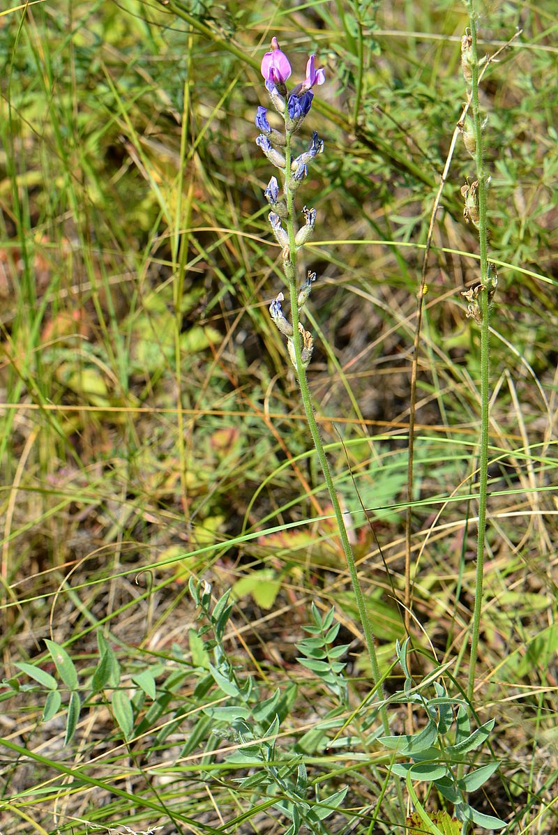 Image of Oxytropis kasakorum specimen.