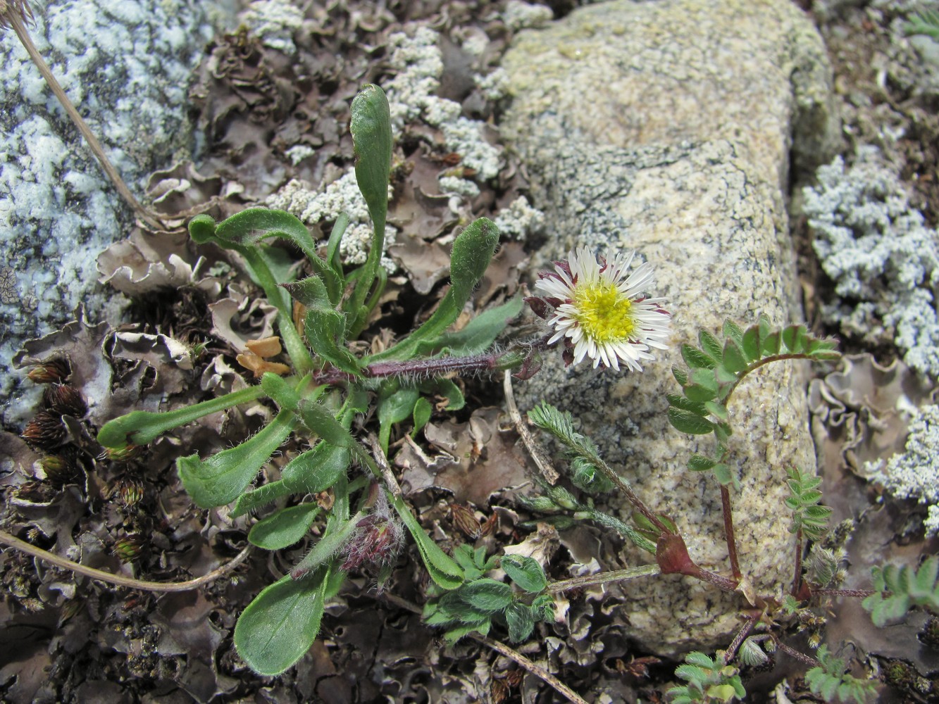 Изображение особи Erigeron uniflorus.