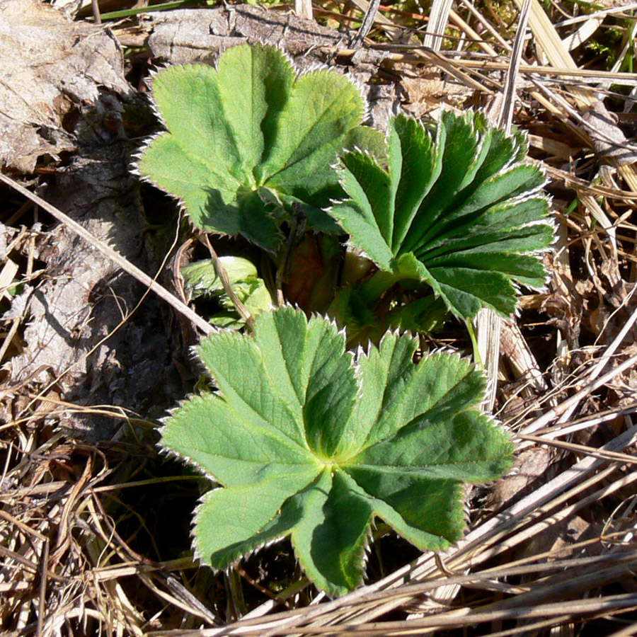 Image of genus Alchemilla specimen.