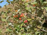 Sorbus persica
