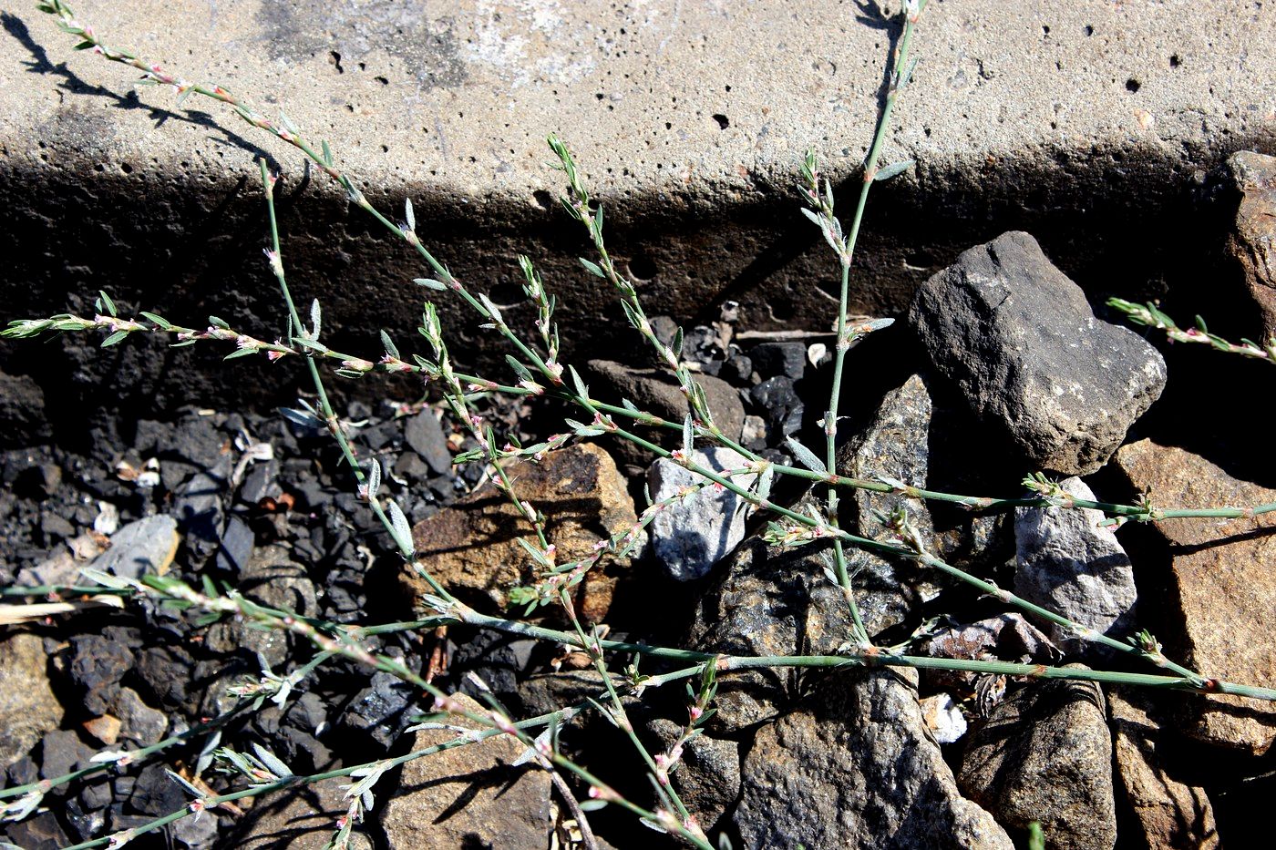 Image of Polygonum rurivagum specimen.