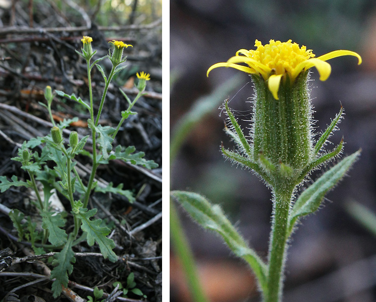 Image of Senecio viscosus specimen.