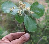 genus Sorbus