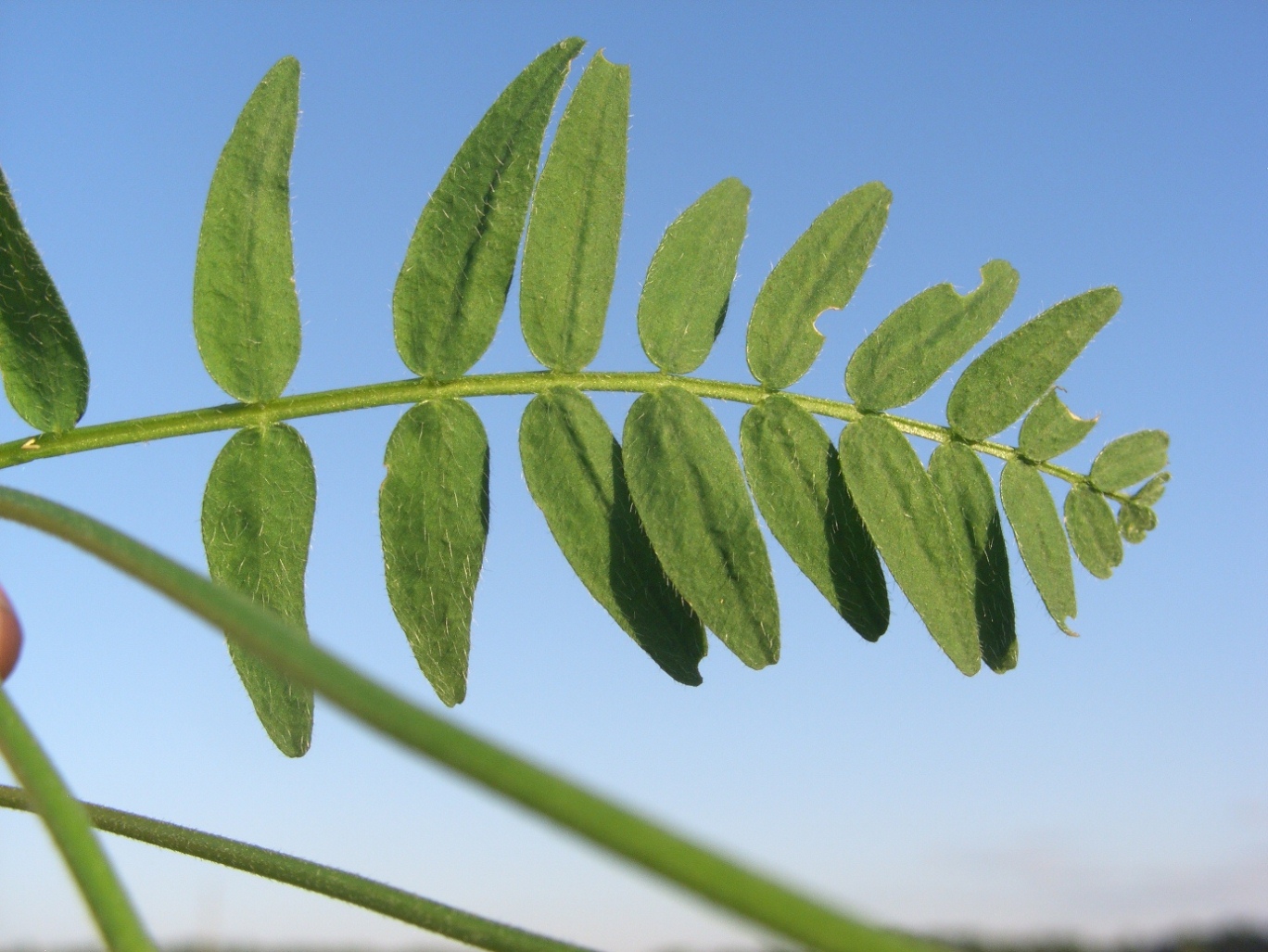 Изображение особи Astragalus danicus.