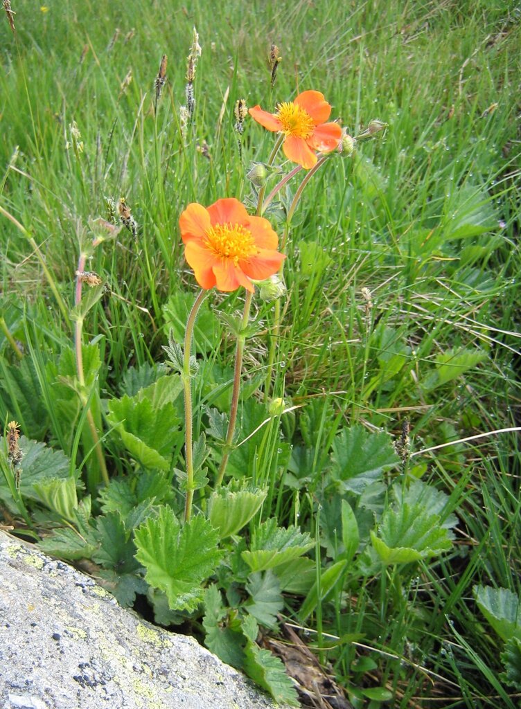 Image of Geum coccineum specimen.