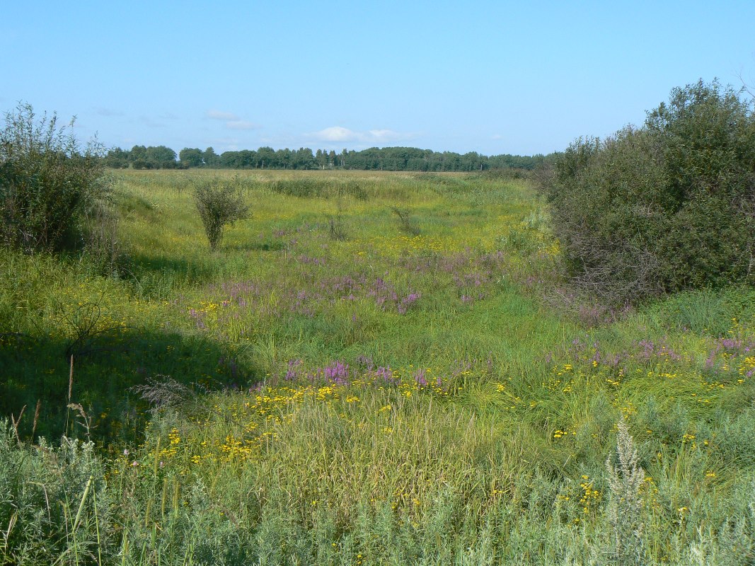 Изображение особи Lythrum salicaria.