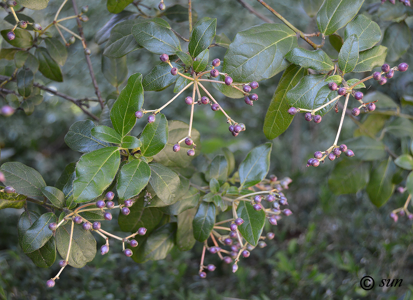 Image of Viburnum tinus specimen.