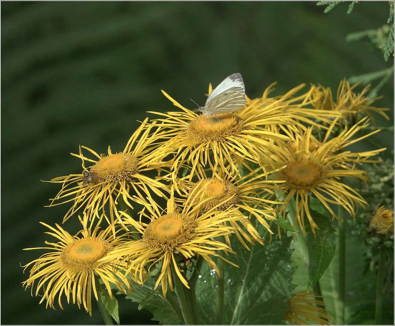 Изображение особи Telekia speciosa.