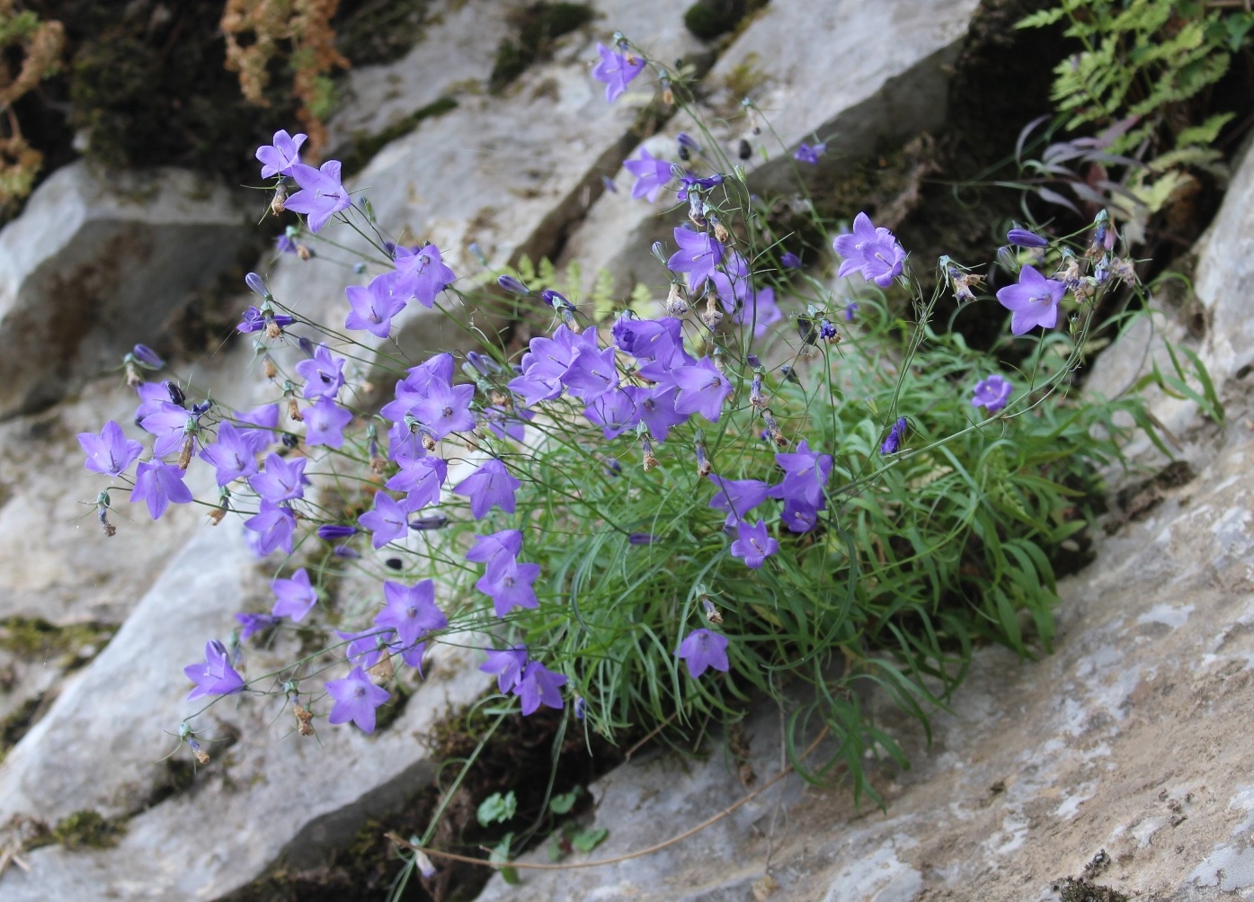 Image of Campanula rotundifolia specimen.