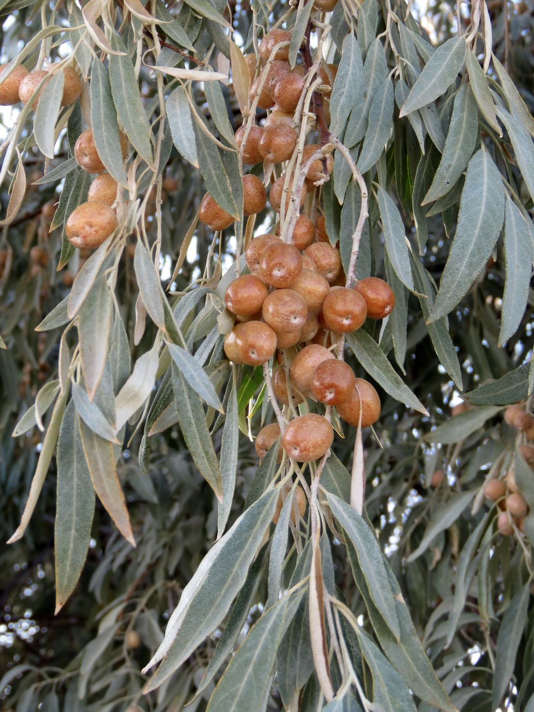 Изображение особи Elaeagnus angustifolia.