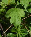 Viburnum opulus. Лист. Калужская обл., Боровский р-н, окр. дер. Федорино, крутой берег р. Межиха. 7 июня 2022 г.