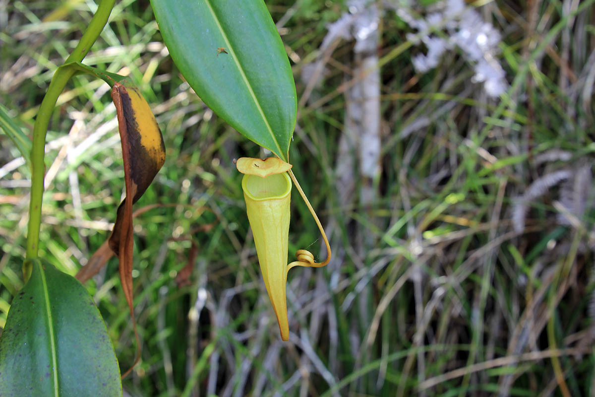 Image of genus Nepenthes specimen.