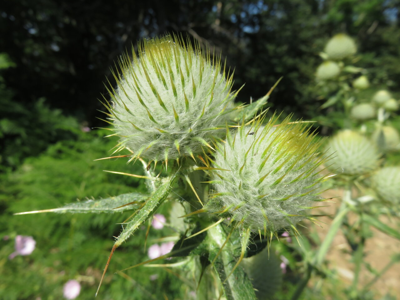 Image of Cirsium eriophorum specimen.