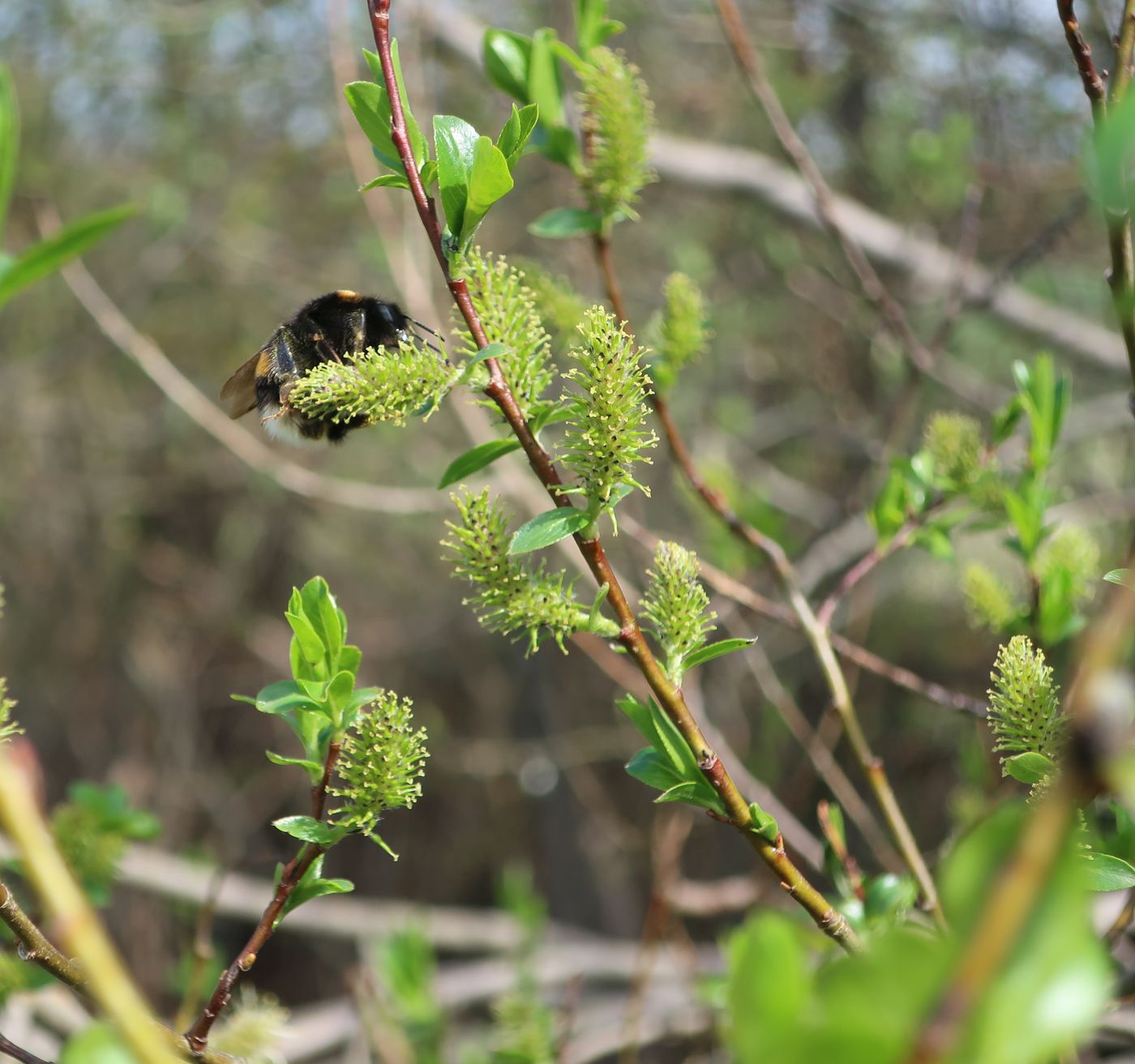 Изображение особи Salix myrsinifolia.