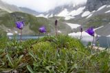 Campanula saxifraga. Цветущие растения. Карачаево-Черкесия, Урупский р-н, Кавказский биосферный заповедник, Имеретинские озёра, дол. оз. Тихое, 2622 м н.у.м., на скале. 29.07.2022.