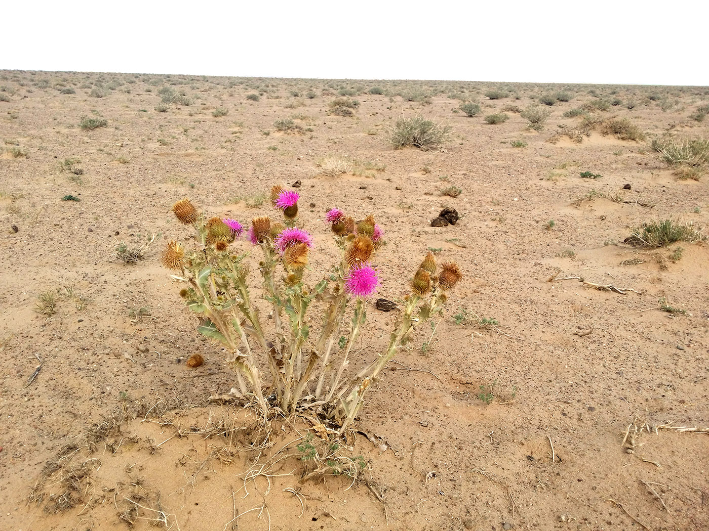 Image of Olgaea leucophylla specimen.