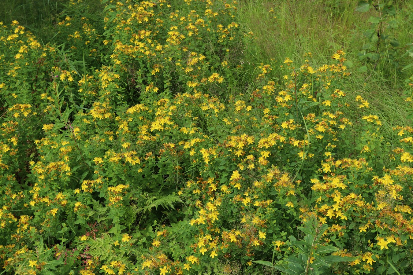 Image of Hypericum maculatum specimen.