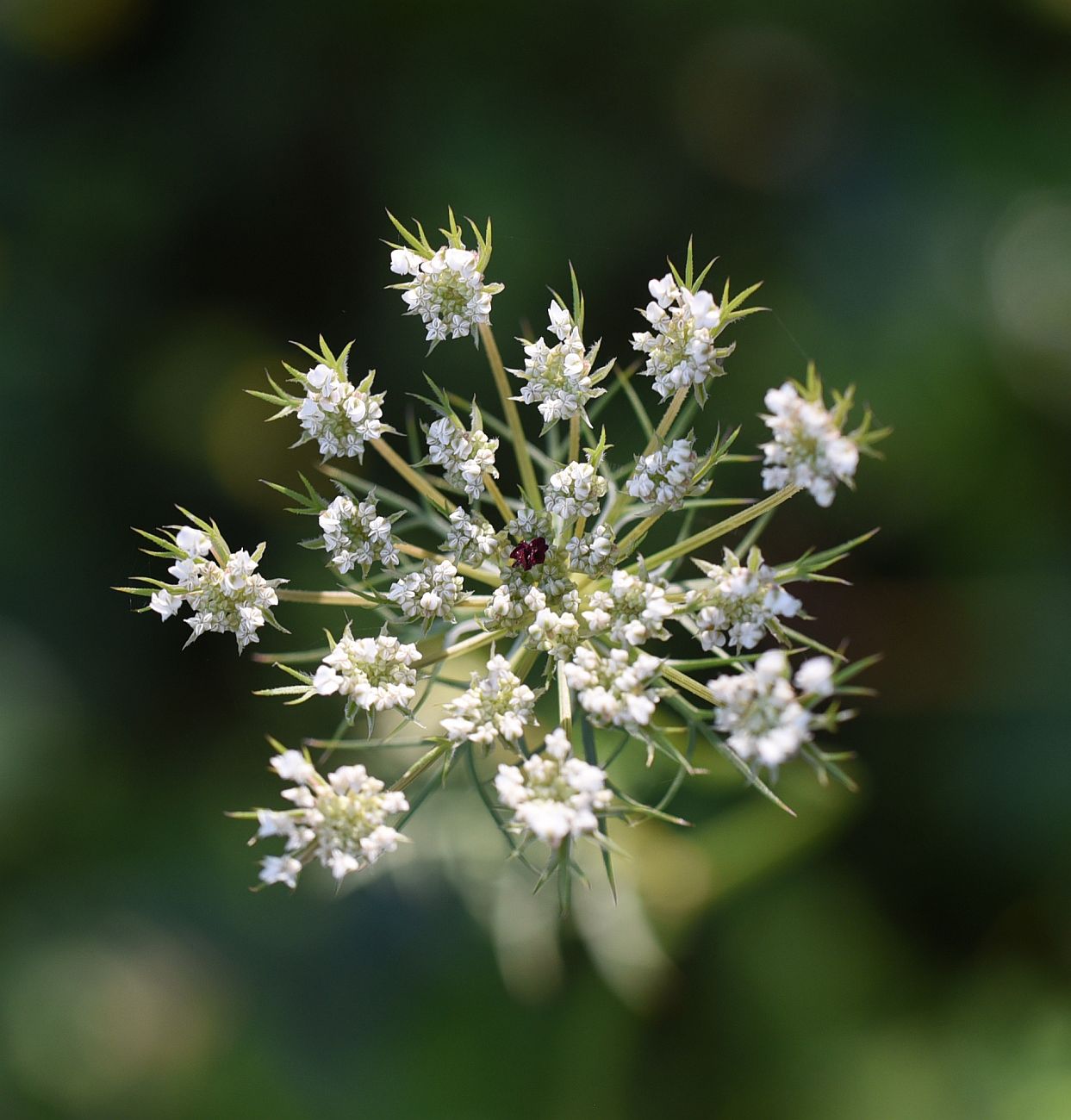 Daucus carota С†РІРµС‚РѕРє