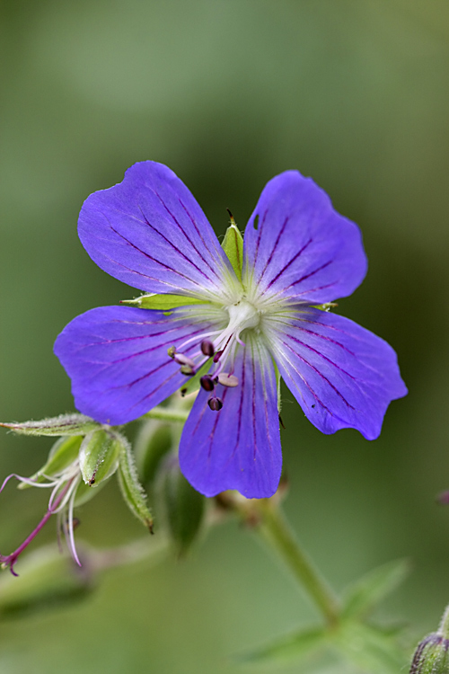 Изображение особи Geranium pratense.