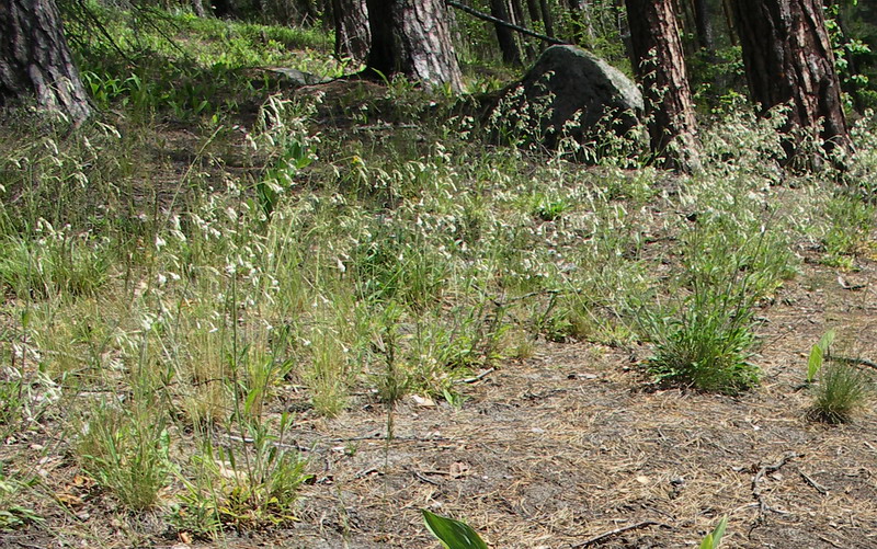 Image of Silene nutans specimen.