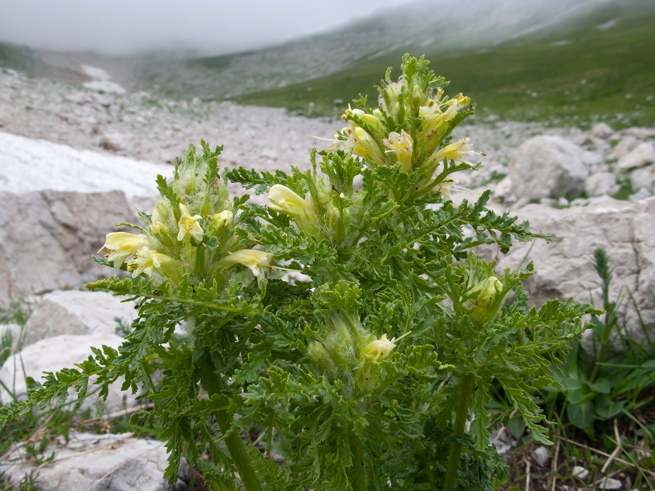 Image of Pedicularis condensata specimen.