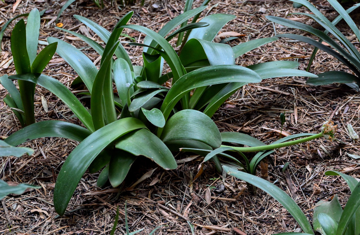 Изображение особи Haemanthus albiflos.