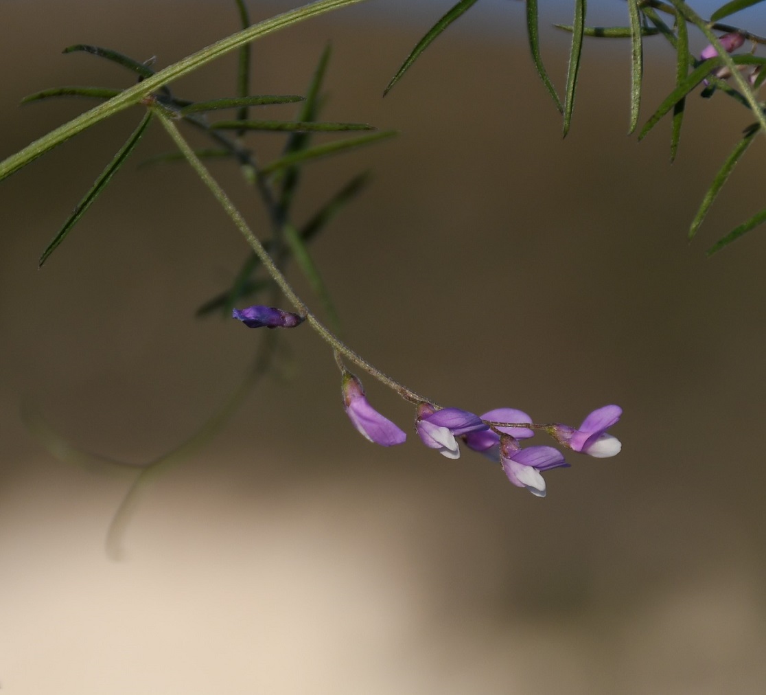 Изображение особи Vicia palaestina.