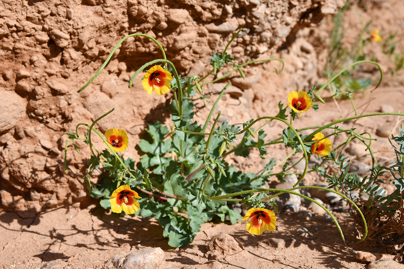 Изображение особи Glaucium elegans.