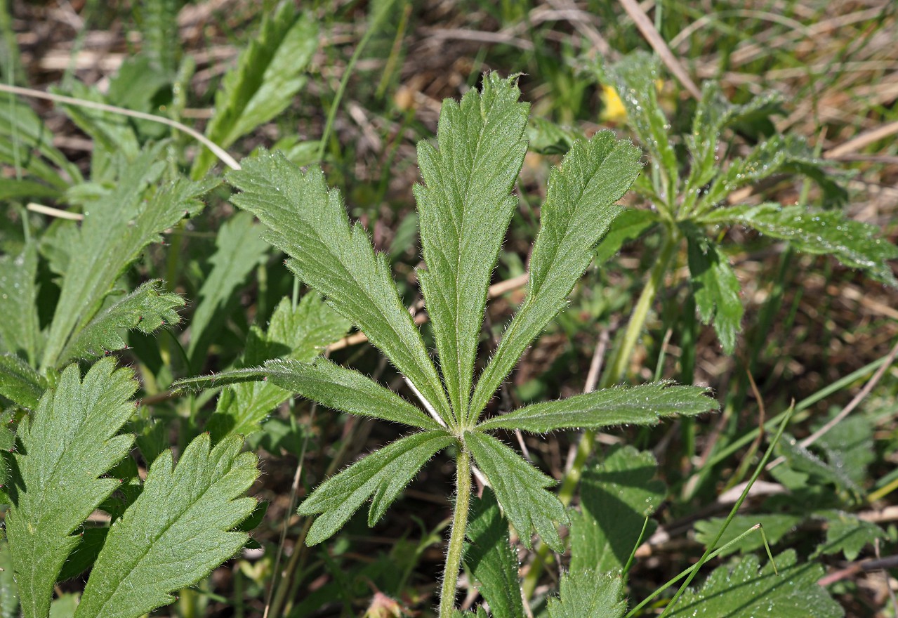 Image of Potentilla humifusa specimen.