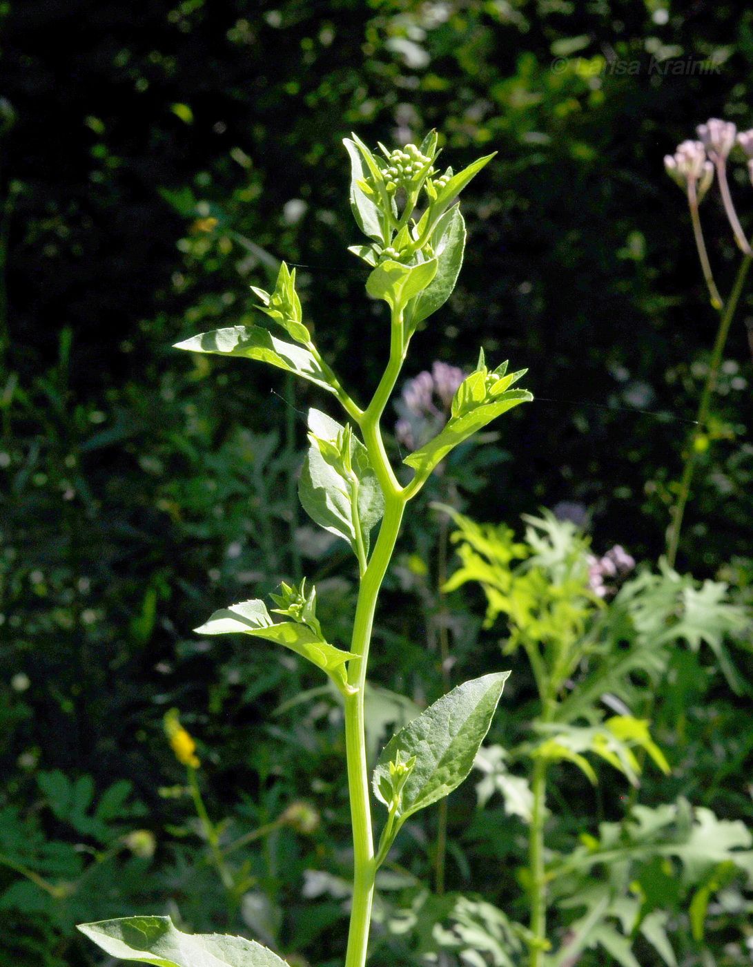 Image of Doellingeria scabra specimen.