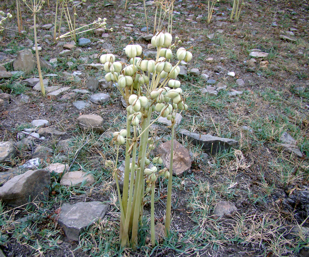 Изображение особи Ungernia ferganica.