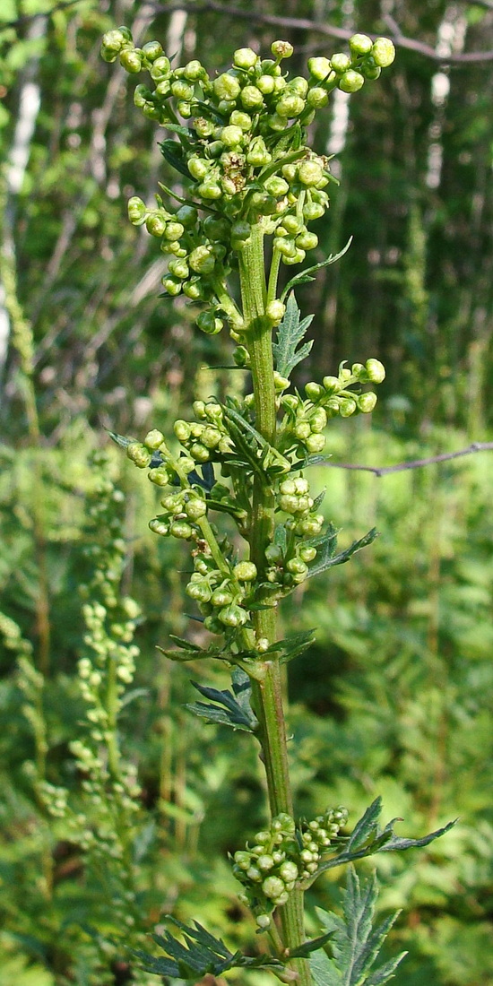 Изображение особи Artemisia maximovicziana.