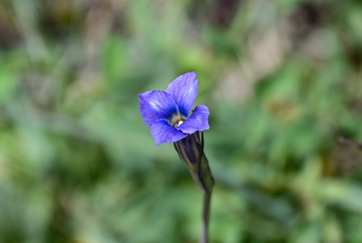 Изображение особи Gentianopsis barbata.