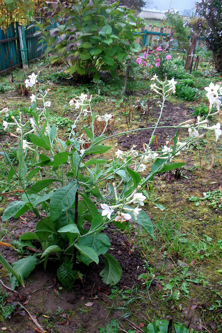 Image of Nicotiana alata specimen.