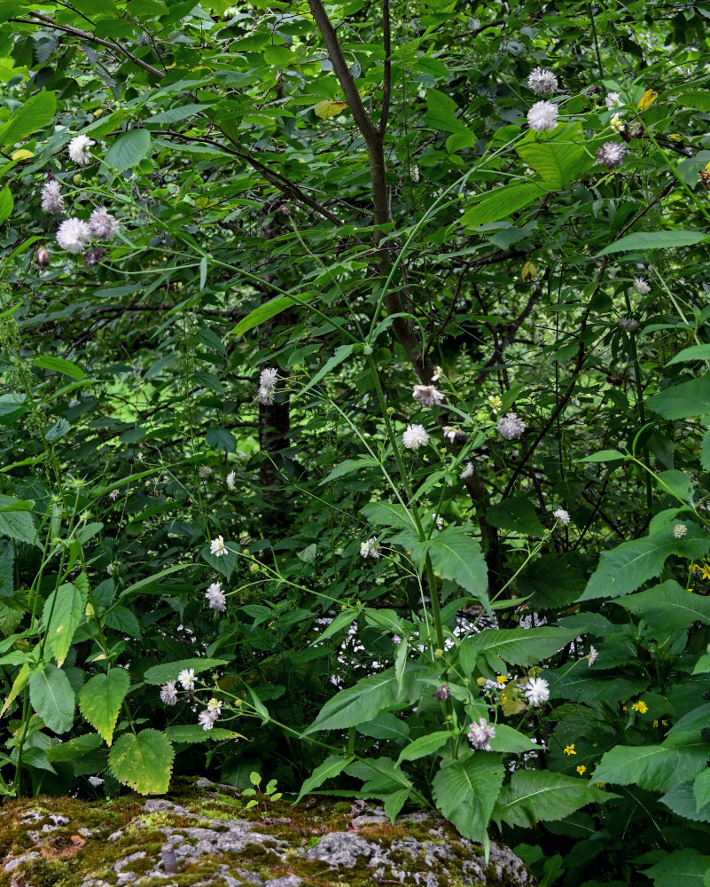 Image of Knautia involucrata specimen.