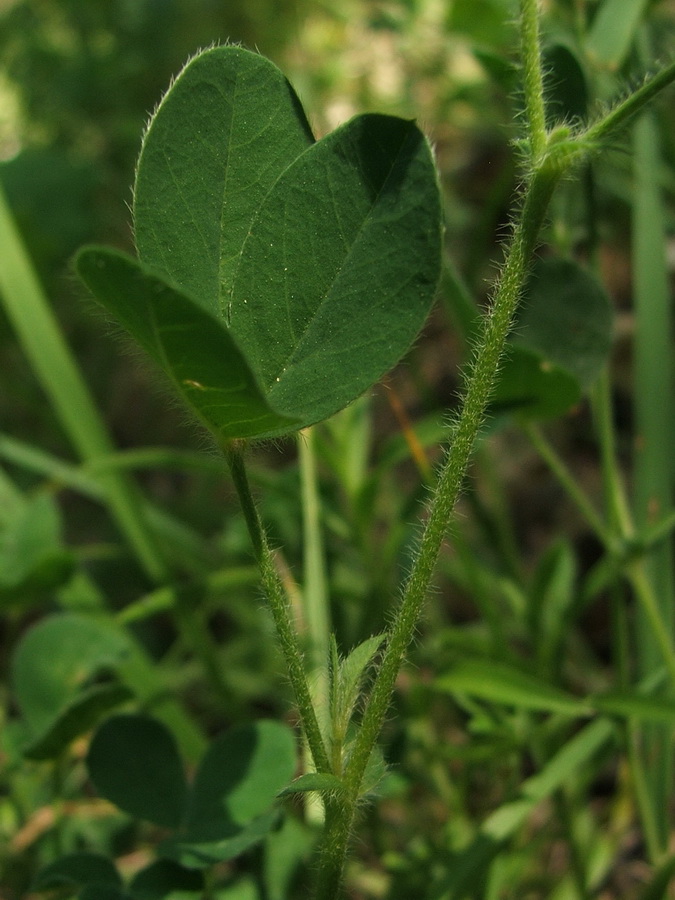 Изображение особи Argyrolobium biebersteinii.