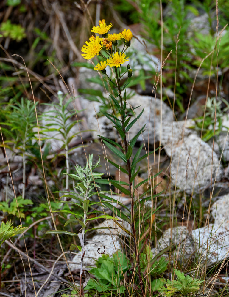 Изображение особи Hieracium umbellatum.