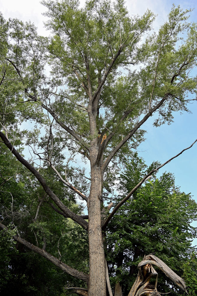 Image of Populus nigra specimen.