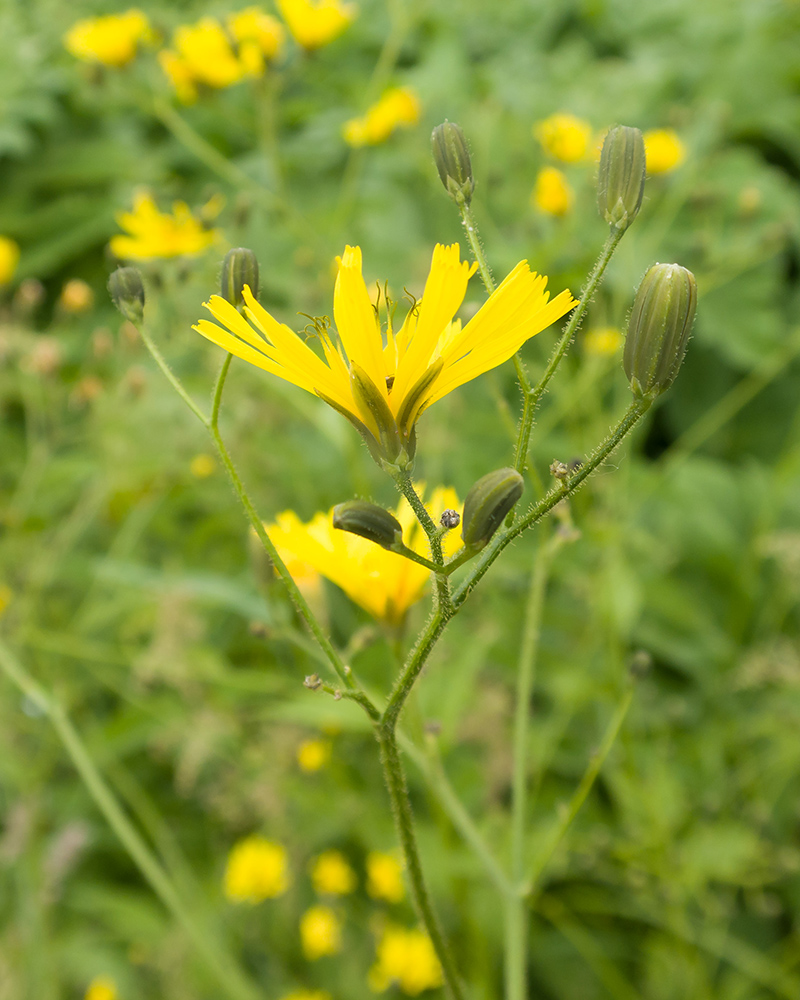 Изображение особи Lapsana grandiflora.