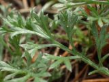 Artemisia absinthium