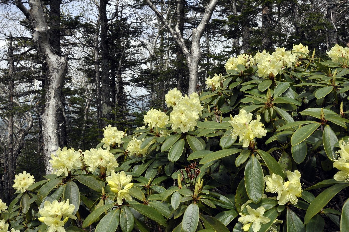 Image of Rhododendron aureum specimen.