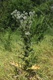 Echinops sphaerocephalus