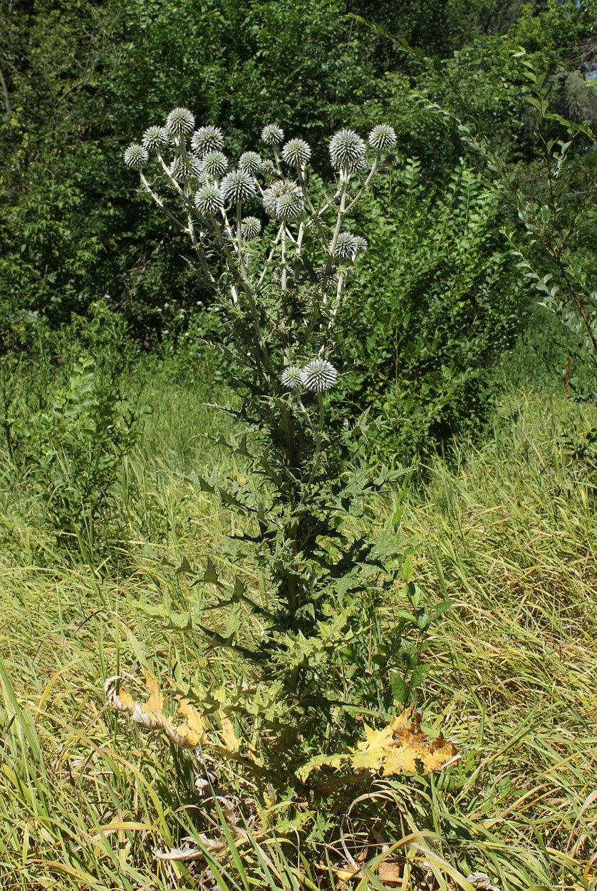 Image of Echinops sphaerocephalus specimen.