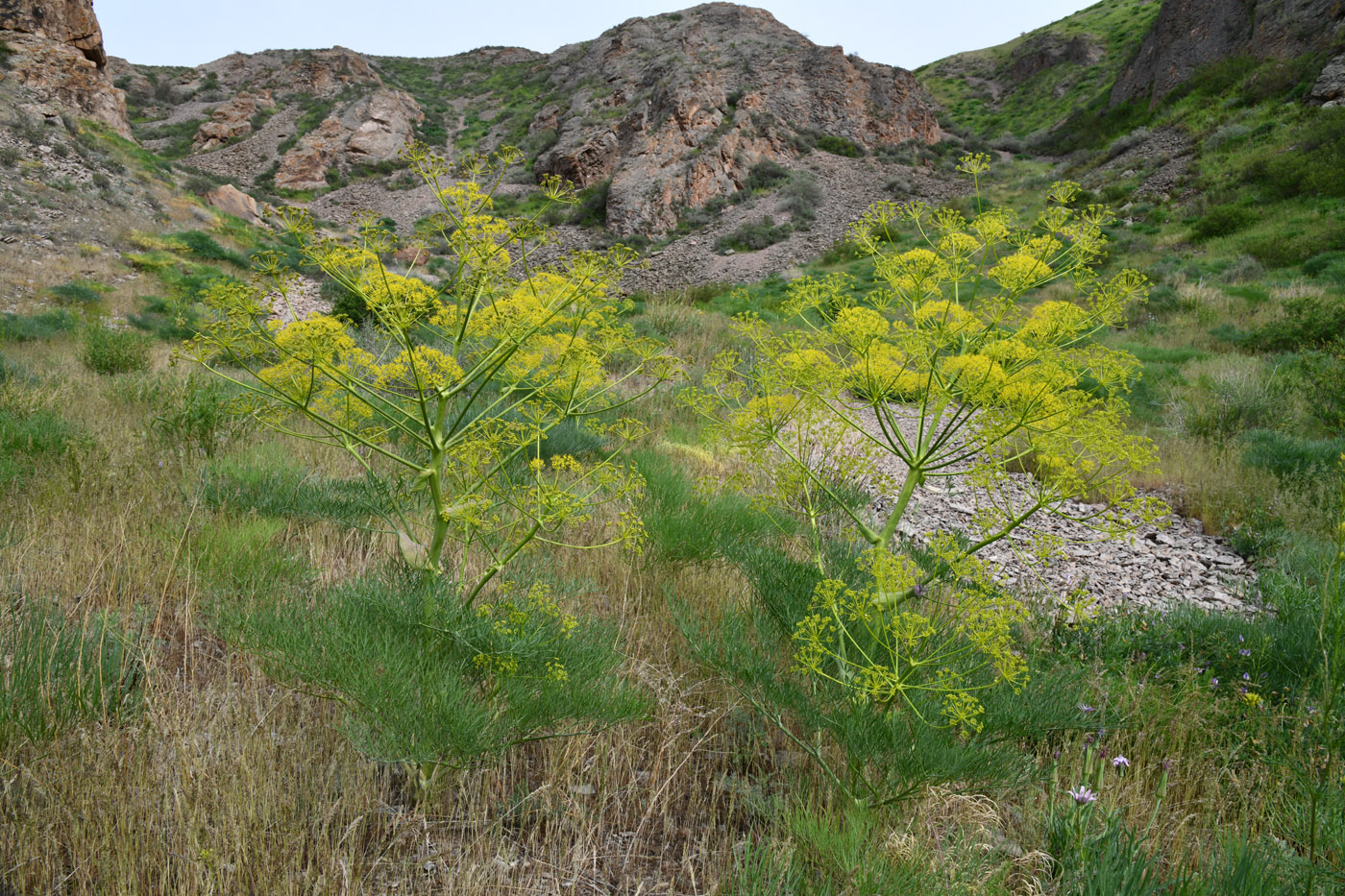 Image of Ferula varia specimen.