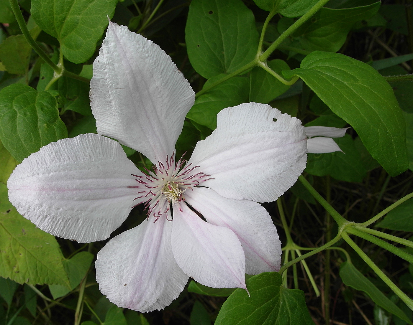 Изображение особи Clematis &times; jackmanii.