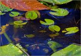 Nymphaea candida