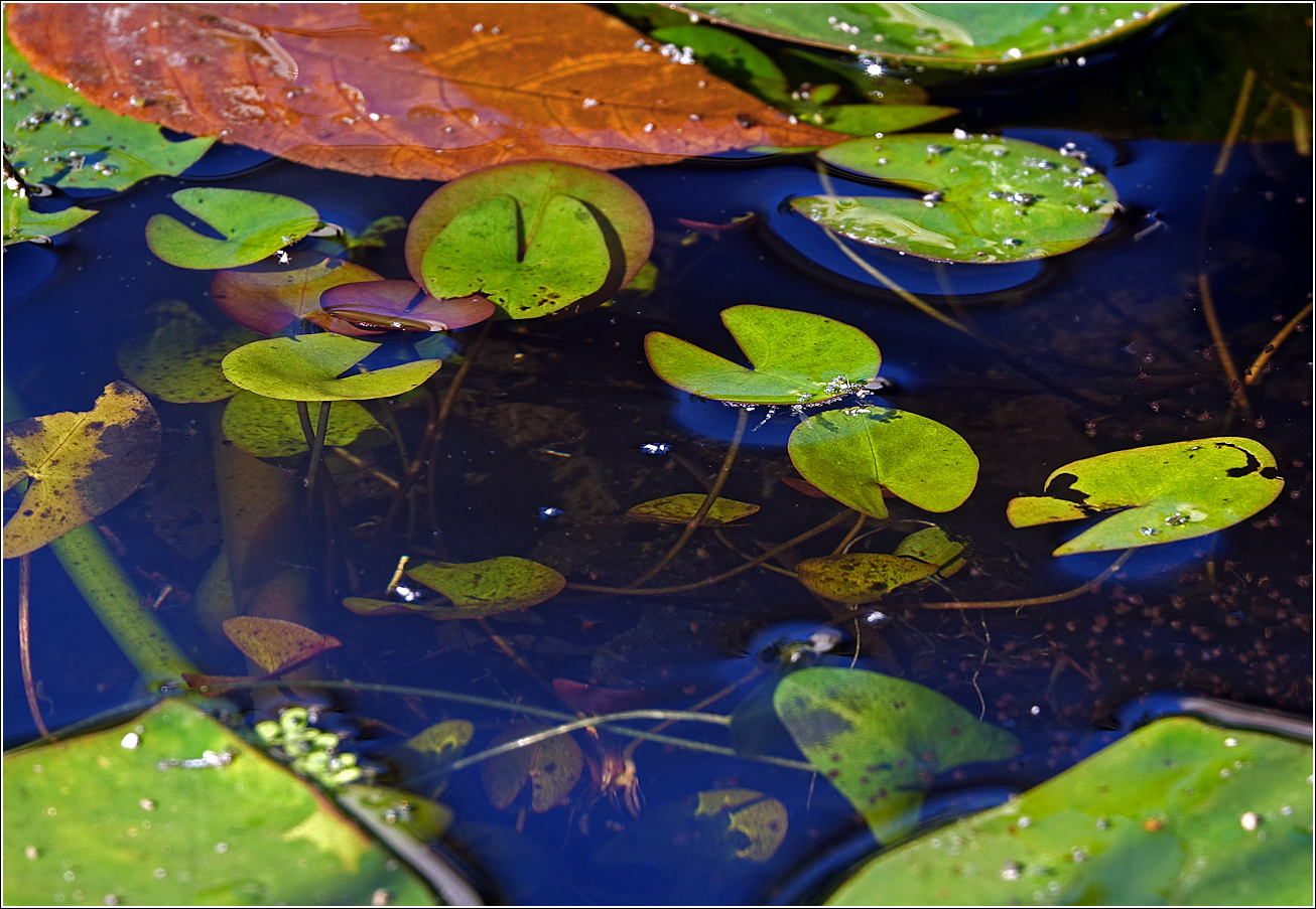 Image of Nymphaea candida specimen.